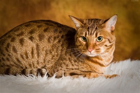 Ocicat Cat - History, Characteristics, Facts and More - MustPets.Com