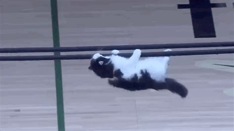 Hang In There Cat GIF - Find & Share on GIPHY