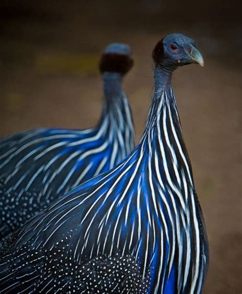 Content in a Cottage: Bird Feathers Designed by Mother Nature