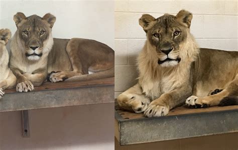 The curious case of a maned lioness has zoo vets stumped