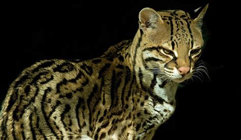 Ocelot - Key Facts, Information & Habitat