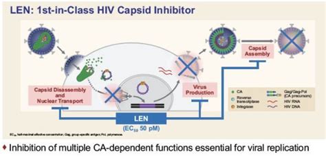 Gilead lenacapavir treats patients with multi-drug resistant infection ...