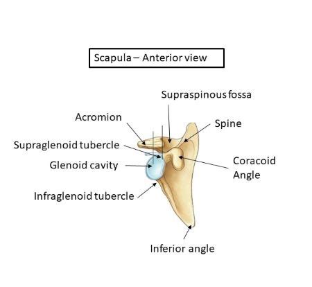 Scapula Infraglenoid Tubercle Pocket Anatomy, 49% OFF