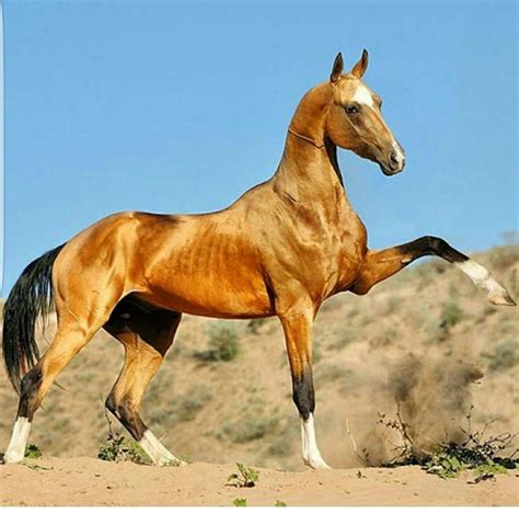 Stunning Buckskin Akhal Teke | Akhal teke horses, Horse breeds, Beautiful horses