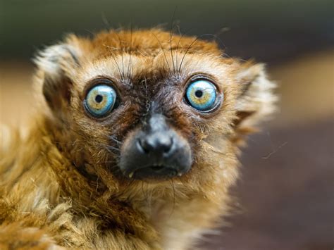 14 Incredible Facts About Lemurs