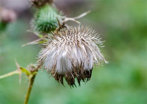 Premium Photo | Burdock plant