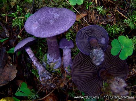 Purple Mushroom Identification - Biology Stack Exchange