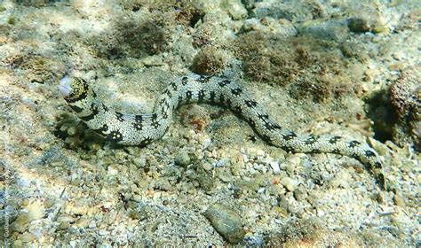 Moray Eels Identification Guide | Snorkeling Report