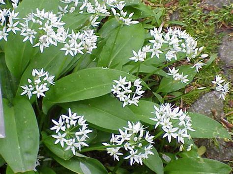 food - Is wild garlic edible? How do you prepare it? - The Great Outdoors Stack Exchange