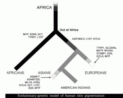 Human skin color evolution chart