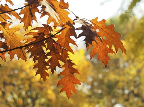 Oak Tree Fall Leaves
