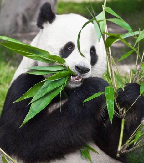 L’avenir des derniers pandas : il faut préserver les forêts anciennes