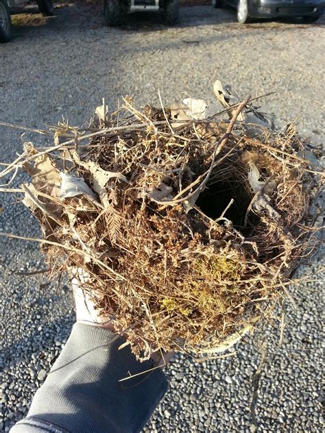 Carolina Wren Nest ~ Louisville Naturally