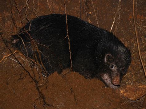 Palawan Stink Badger - A mephitid endemic to Palawan