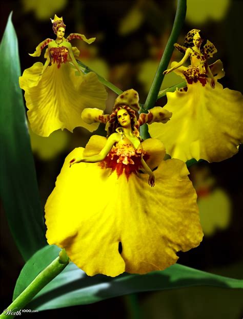 Dancing Lady Orchids - Worth1000 Contests