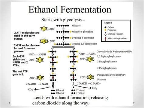 Ethanol fermentation