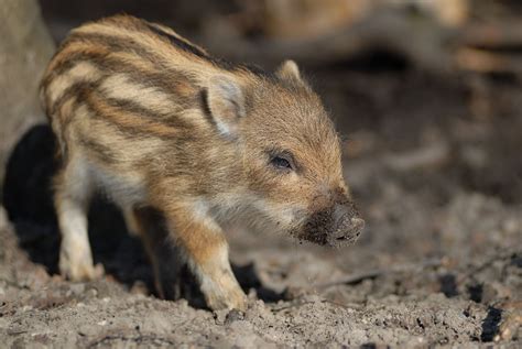 Baby wild boars are just about the cutest creature ever. | 動物, かわいい動物の赤ちゃん, 可愛すぎる動物