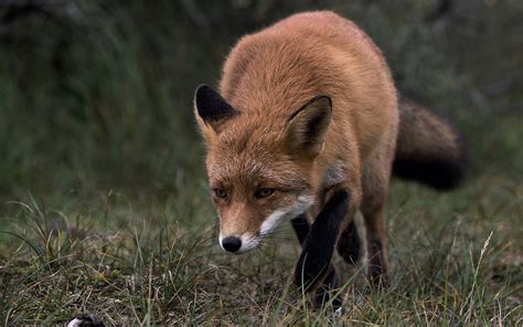 lernen Kanada Hurrikan rotfuchs ohren Kantine krank Lampe