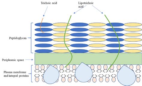 Cell structure of Gram-positive bacteria. | Download Scientific Diagram