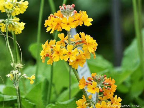 Primula bulleyana