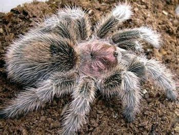 Rose Hair Tarantula - Branson's Wild World