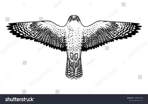 1,577 Falcon wingspan Images, Stock Photos & Vectors | Shutterstock