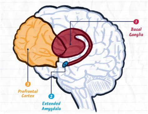 Mind Matters: Drugs and the Brain | National Institute on Drug Abuse (NIDA)