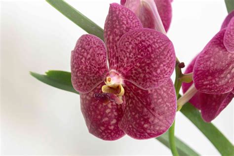 Vanda Orchid: Indoor Plant Care & Growing Guid