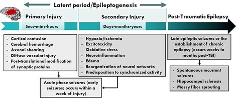 Frontiers | Neuropathophysiological Mechanisms and Treatment Strategies for Post-traumatic Epilepsy