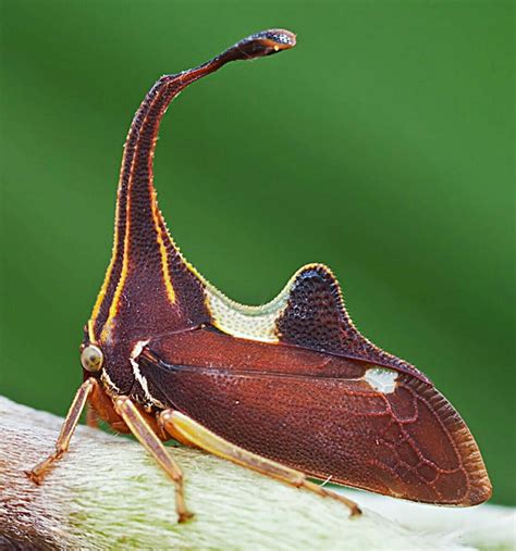 treehopper , Malaysia. | Insect collection, Unusual animals, Bugs and ...