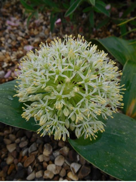 Allium karataviense 'ivory queen' - The Beth Chatto Gardens