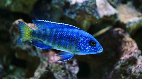 Ngara Flametail Peacock Tropical Aquarium, Aquarium Fish, Victoria Lake, Lake Tanganyika ...