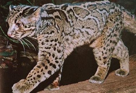 Marbled Cat (Pardofelis marmorata) - Wild Cats Magazine