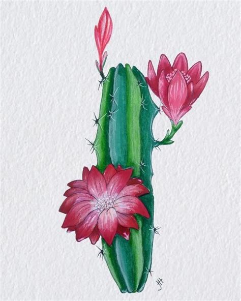 Cactus Flower Drawing | Cactus drawing, Flower drawing, Color markers art