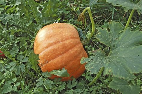 Pumpkin Insect Problems: Learn About Common Bugs On Pumpkin Plants ...