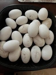 Fertile white Chinese geese eggs $4 | Garden Items For Sale | Houston, TX | Shoppok