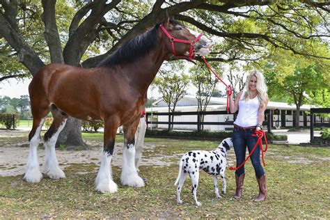 Clydesdale horses in City Park until Mardi Gras | O-T Lounge