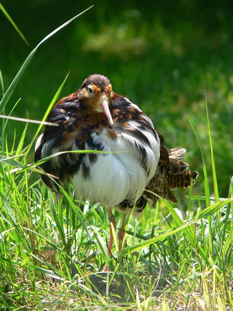 ruff philomachus pugnax | Ruff | Aves, Ornitología, Animales