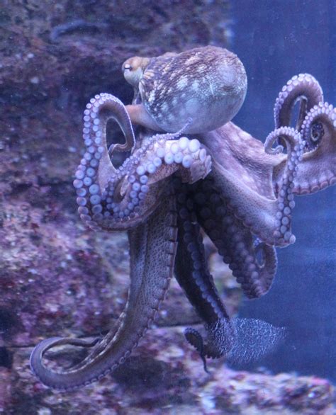 Octopus species - ZooChat