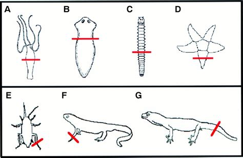 Regeneration In Humans. You might have seen lizards detaching… | by ...