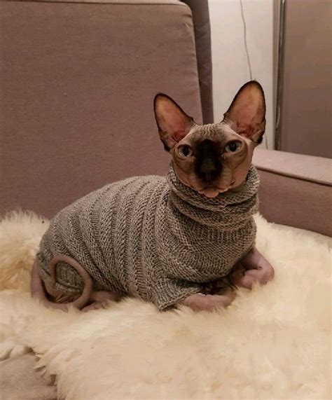 Clothing for cats Clothes for Sphynx Cat clothes sweater | Etsy | Sphynx cat clothes, Cat ...