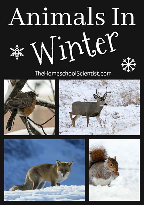 Animals In Winter Lesson - The Homeschool Scientist