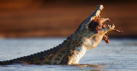 Crocodile Speed: How Fast Can Crocodiles Run? - AZ Animals