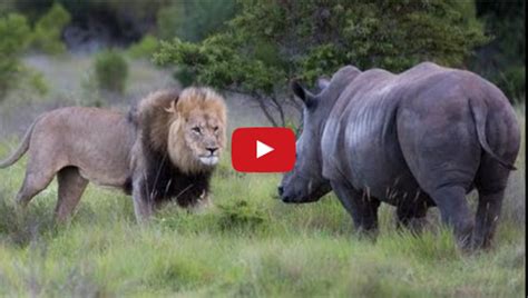 Lion Vs Rhino Real Fight ( Lion Attack Rhino ) - Kohara