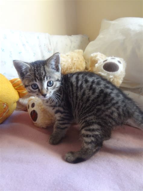 2 adorable, spotted and striped, tabby kittens - Female Cat in NSW - PetRescue