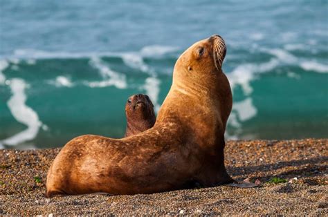 Kisah Singa Laut yang Menjadi Korban Penembakan Para Nelayan - National Geographic