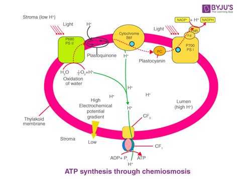 Diagram Of Chemiosmosis In Photosynthesis