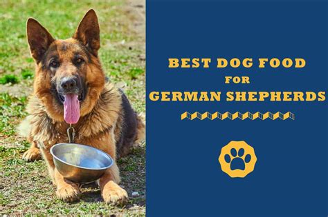 8 Best Dog Foods For German Shepherds In 2021 - Totally Goldens