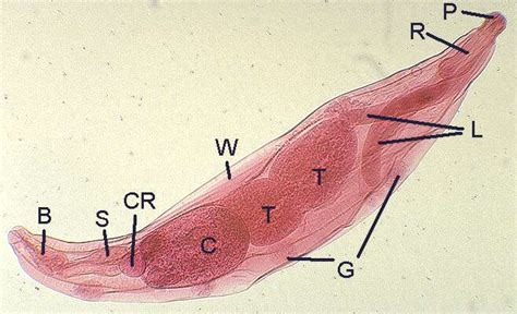 Principles of Parasitism: Morphology of Acanthocephala