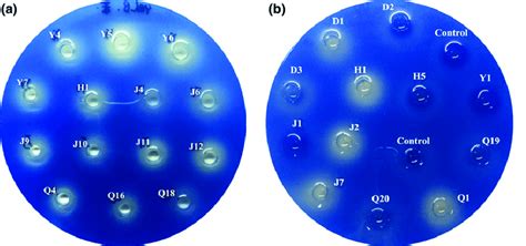 The decolorization of aniline blue by the selected strains cultured on... | Download Scientific ...